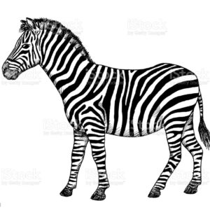 Zebra